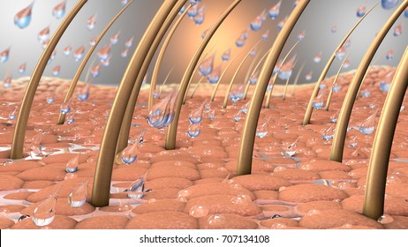 3d Illustration Of Water Drops On A Close Up Part Of Skin With Hair And Hair Roots