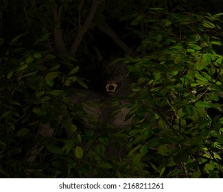 3d Illustration Of A Werewolf Dogman Cryptid With Glowing Red Eyes Lurking In Bushes At Night