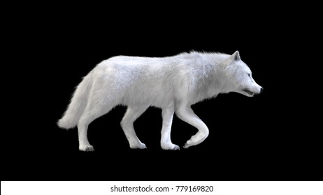 3d Illustration White Wolf Isolate On Dark Background. Arctic Wolf. The Canidae Family And A Subspecies Of The Gray Wolf.