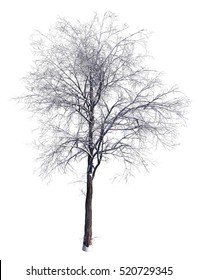 3D Illustration Winter Tree On Snow Isolated On White