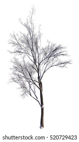 3D Illustration Winter Tree On Snow Isolated On White