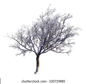 3D Illustration Winter Tree On Snow Isolated On White