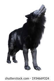3d illustration of a wolf with black and white fur standing and howling isolated on a white background.