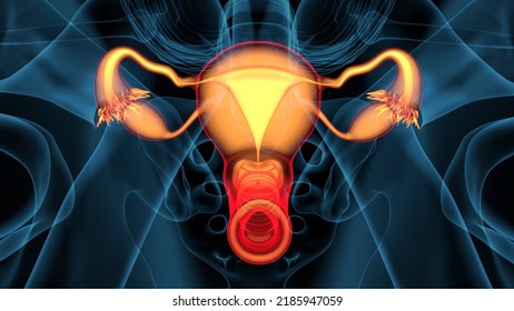 344 Oviduct Images, Stock Photos & Vectors | Shutterstock