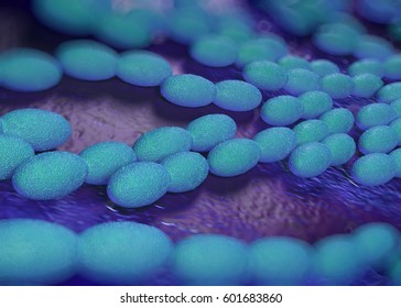 135 Acetic acid bacteria Images, Stock Photos & Vectors | Shutterstock