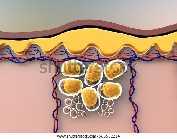 脂肪細胞の3dイラスト 皮下脂肪 ヒトの皮革解剖図 脂肪細胞と静脈 皮下脂肪細胞 のイラスト素材