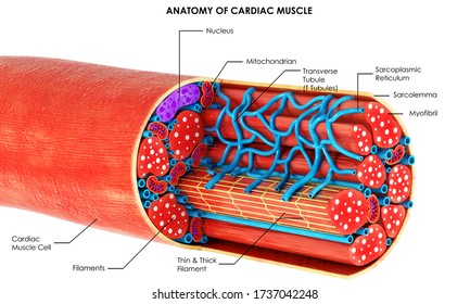 cardiac muscle diagram labeled