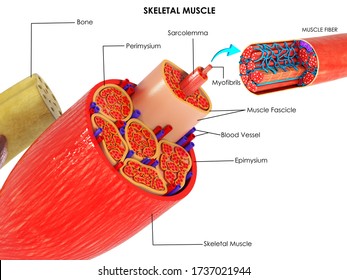 Epimysium Images Stock Photos Vectors Shutterstock