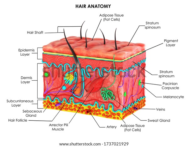 3d Image Render Drawing Hair Anatomy Stock Illustration 1737021929 ...