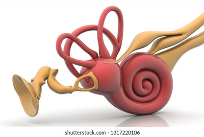 3d Inner Ear. Cochlea On A White Background