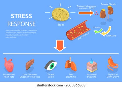 3D Isometric Flat Conceptual Illustration Of Stress Response Process, Fight Or Flight Physiological Reaction