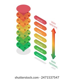 3D Isometric Flat  Illustration of Classification System, Major Taxonomic Ranks