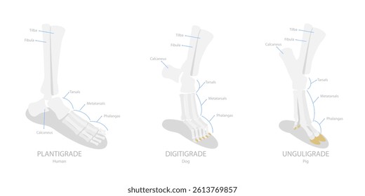 3D Isometric Flat  Illustration of Comparison of Plantigrade, Digitigrade and Unguligrade, Walking Methods of Human and Animals