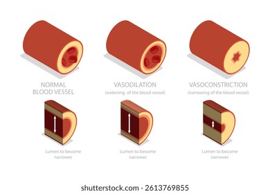 3D Isometric Flat  Illustration of Vasoconstriction And Vasodilation, Artery Constriction and Dilation on Blood Flow.