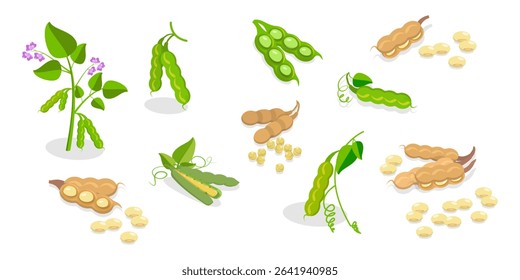 3D Isometric Flat  Set of Protein Food, Fresh Soybeans Straight From Nature