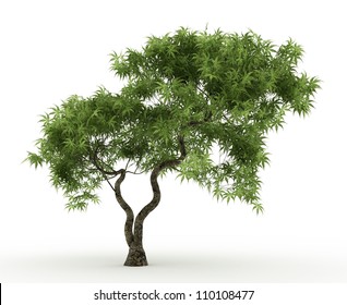 3d Japanese Maple Tree Isolated Over White