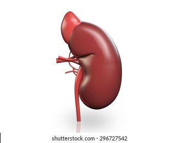  3d Kidney Isolated On White Background