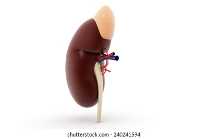 3D Kidney On White Background