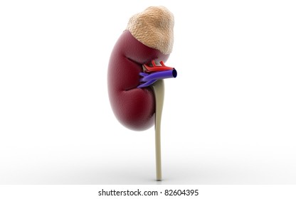 3D Kidney On White Background