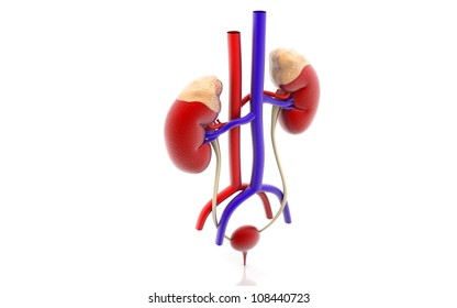 3D Kidney & Urinary System