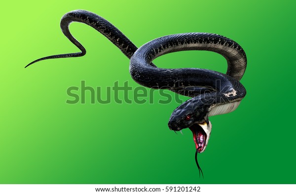 緑の背景に3dのキングコブラ黒蛇世界最長の毒蛇 キングコブラヘビ3dイラスト キングコブラヘビ3dレンダリング のイラスト素材
