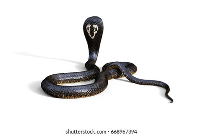 26,220 Black cobra Images, Stock Photos & Vectors | Shutterstock