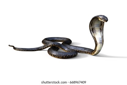 3d King Cobra The World's Longest Venomous Snake Isolated on White Background, King Cobra Snake, 3d Illustration, 3d Rendering 