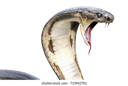 Cobra Snake Images Stock Photos Vectors Shutterstock