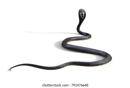 3d King Cobra The World's Longest Venomous Snake Isolated on White Background, King Cobra Snake, 3d Illustration, 3d Rendering