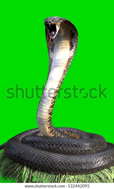 3d King Cobra Worlds Longest Venomous Stock Illustration Shutterstock