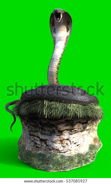 緑の背景に世界最長の毒蛇 キングコブラヘビ3dイラスト キングコブラヘビ3d草の上でのレンダリング のイラスト素材 Shutterstock
