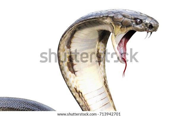 白い背景に3dのキングコブラ世界最長の毒蛇 コブラのキングスネーク 3dイラスト 3dレンダリング のイラスト素材