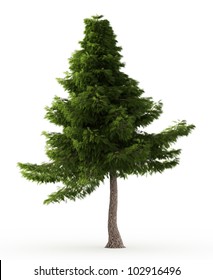 3d Lebanon Cedar Tree Isolated Over White