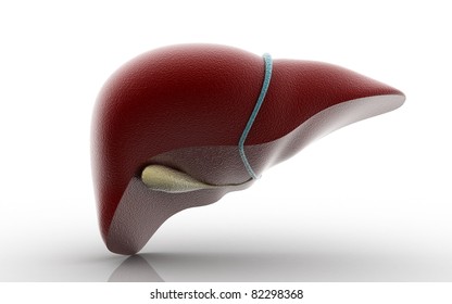 3d Liver And Gallbladder