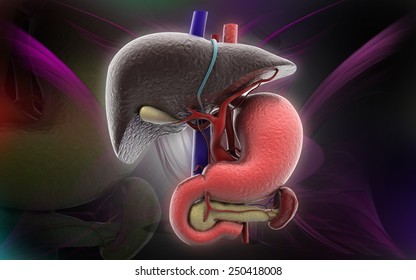 3D Liver And Spleen Isolated On Color Background