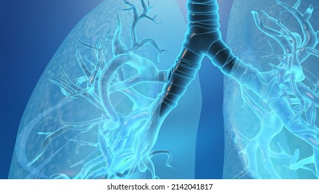 3d Lung With Trachea Medical Background