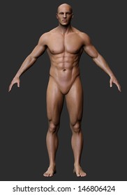 3d Male Body Anatomy Naked