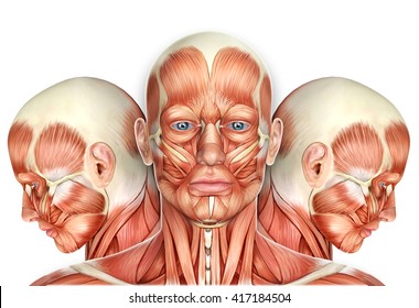 3d Male Face Muscles Anatomy with side views
