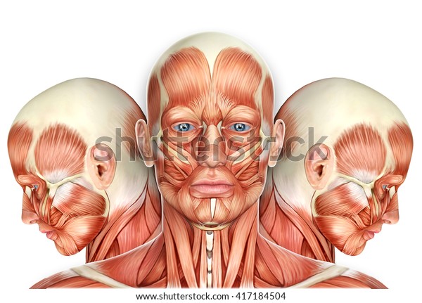 3d 男性脸部肌肉解剖学与侧视图库存插图