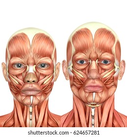 Anatomy Of Face - Anatomy Drawing Diagram