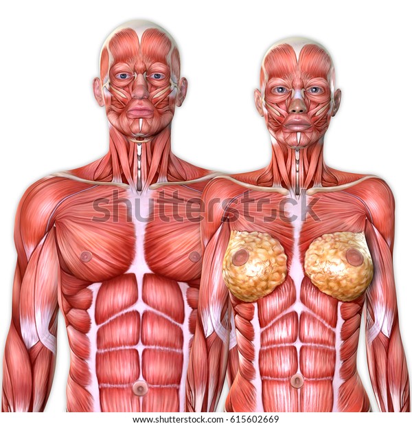 3d Male Female Torso Anatomy Together Stock Illustration 615602669