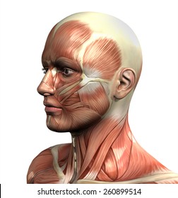 Face Anatomy Images, Stock Photos & Vectors | Shutterstock