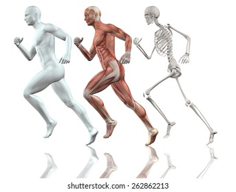 3D Male Figure Running With Skin, Skeleton And Muscle Map