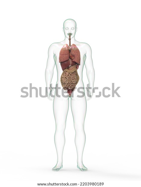 3d Male Human Body Organs Stock Illustration 2203980189 Shutterstock