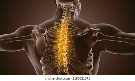 58 Spinal Cord 3d Animation Images, Stock Photos & Vectors | Shutterstock
