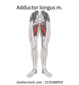 3,177 Adductors Images, Stock Photos & Vectors | Shutterstock