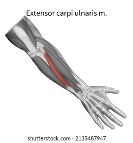 Extensor Images, Stock Photos & Vectors | Shutterstock