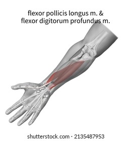 3d Medical Illustration Explain Flexor Pollicis Stock Illustration ...