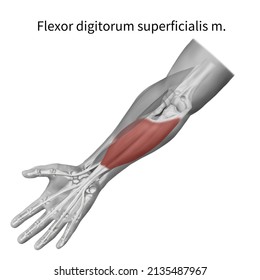 260 Flexor digitorum superficialis Images, Stock Photos & Vectors ...