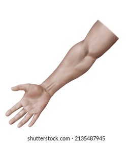 3d Medical Illustration To Explain Forearm Muscle